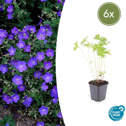 Ooievaarsbek 'Johnson's Blue' - set van 6 – voor tuin & terras