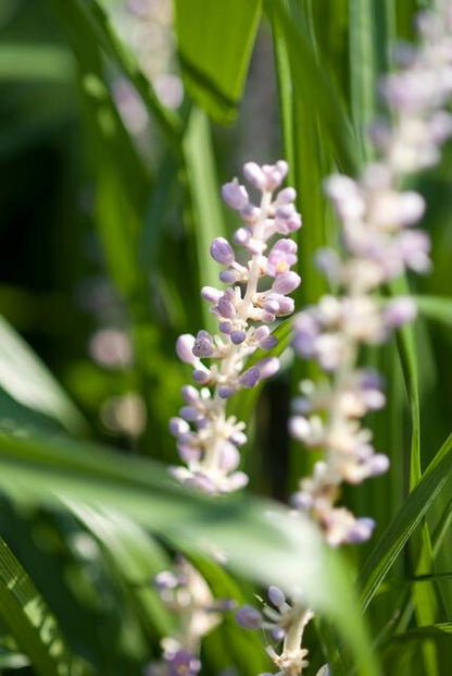 Leliegras 'Monroe White' - set van 6 – voor tuin & terras