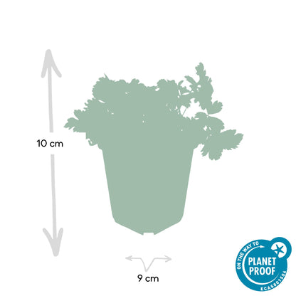 Goudaardbei (Waldsteinia ternata) - set van 6 – voor tuin & terras
