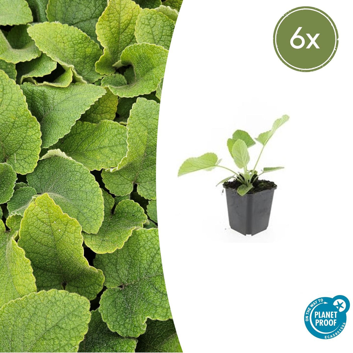 Brandkruid (Phlomis russeliana) - set van 6 – voor tuin & terras
