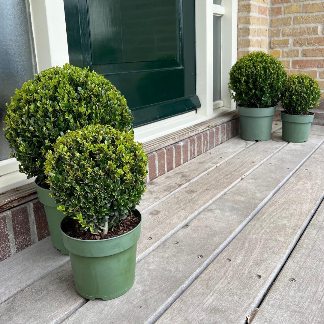 Japanse hulst 'Jenny' bol XL - set van 2 – voor tuin & terras