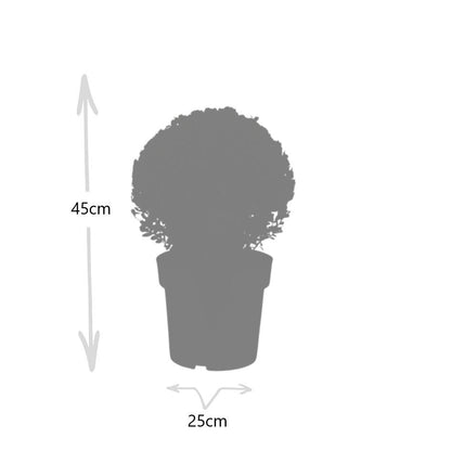 Japanse hulst 'Jenny' bol XL - set van 2 – voor tuin & terras