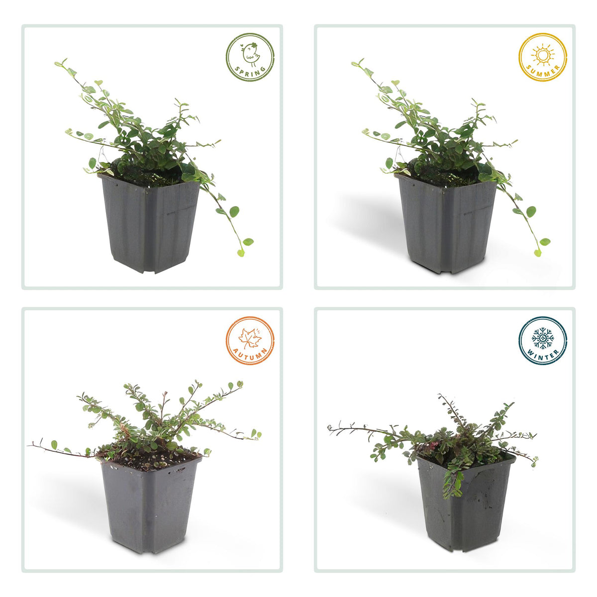 Dwergmispel 'Streib's Findling' - set van 6 – voor tuin & terras