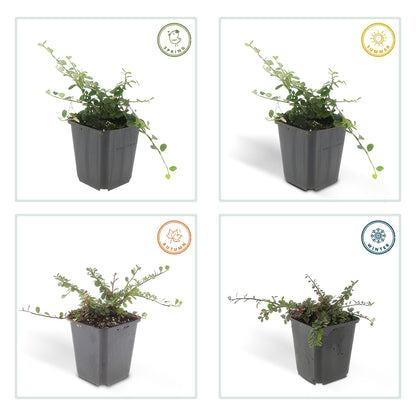 Dwergmispel 'Streib's Findling' - set van 6 – voor tuin & terras