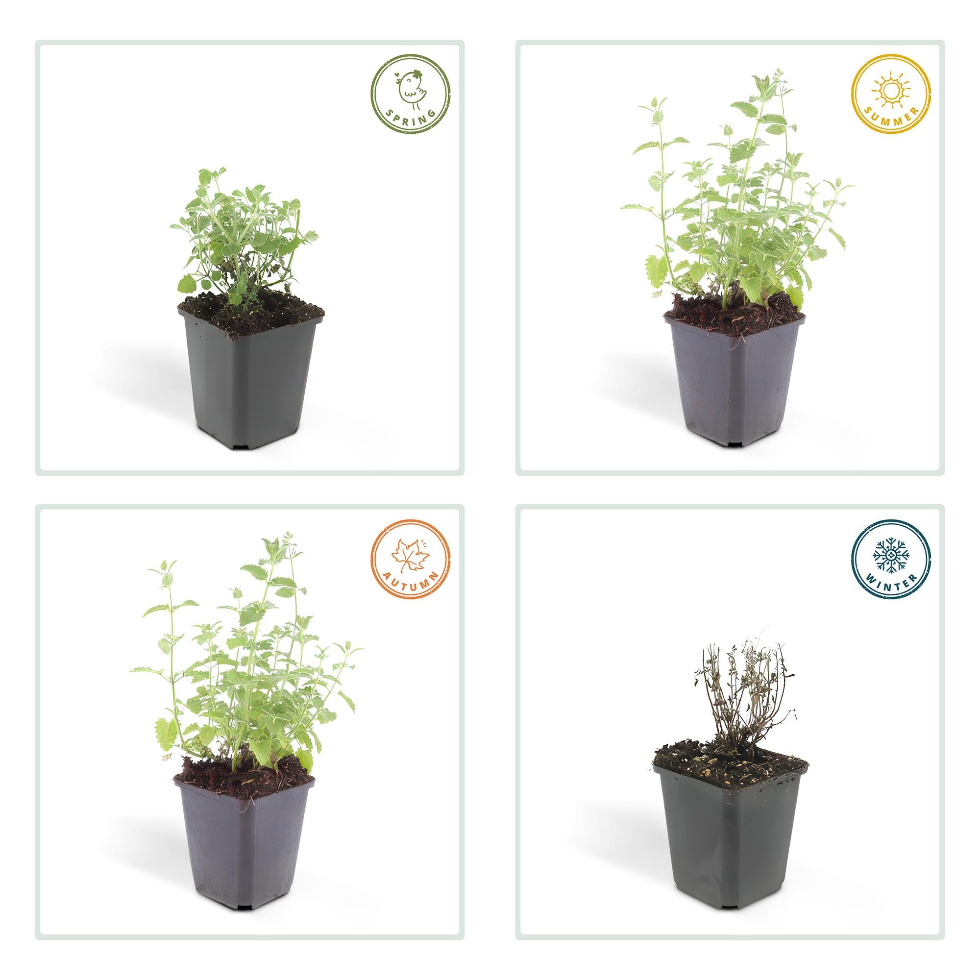 Kattenkruid 'Six Hills Giant' (Nepeta)