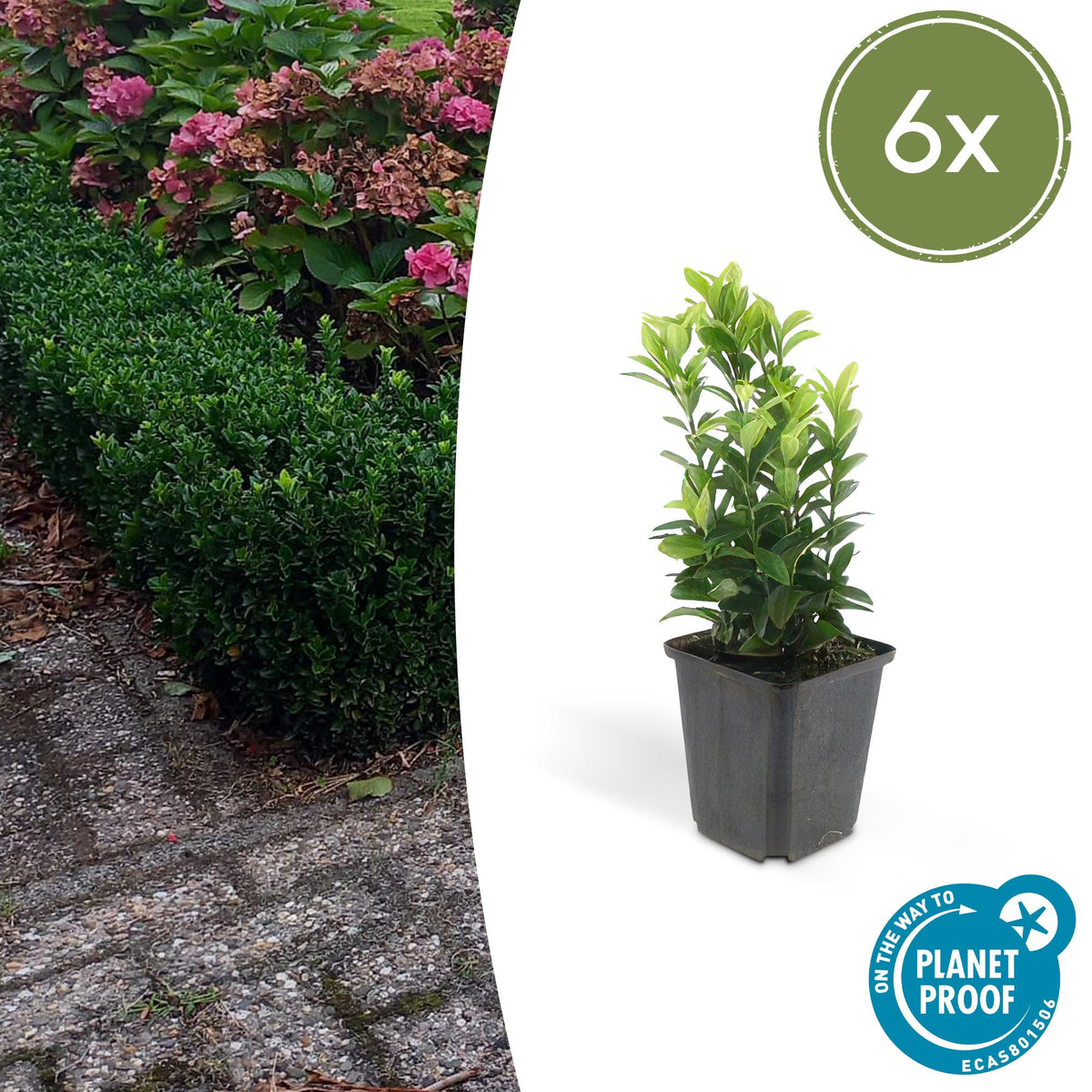 Kardinaalsmuts 'Green Spire' - set van 6 – voor tuin & terras