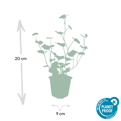 Ierse klimop (Hedera hibernica) - set van 6 – voor tuin & terras