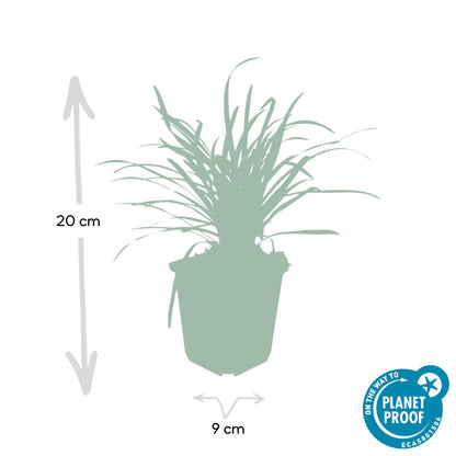 Liriope muscari 'Big Blue' — groenblijvend leliegras (set van 12)