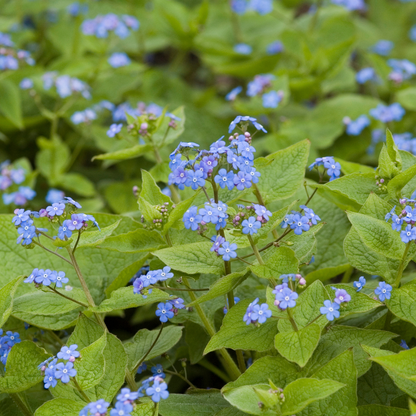 Kaukasisch vergeet-mij-nietje (Brunnera) - set van 6 – voor tuin & terras