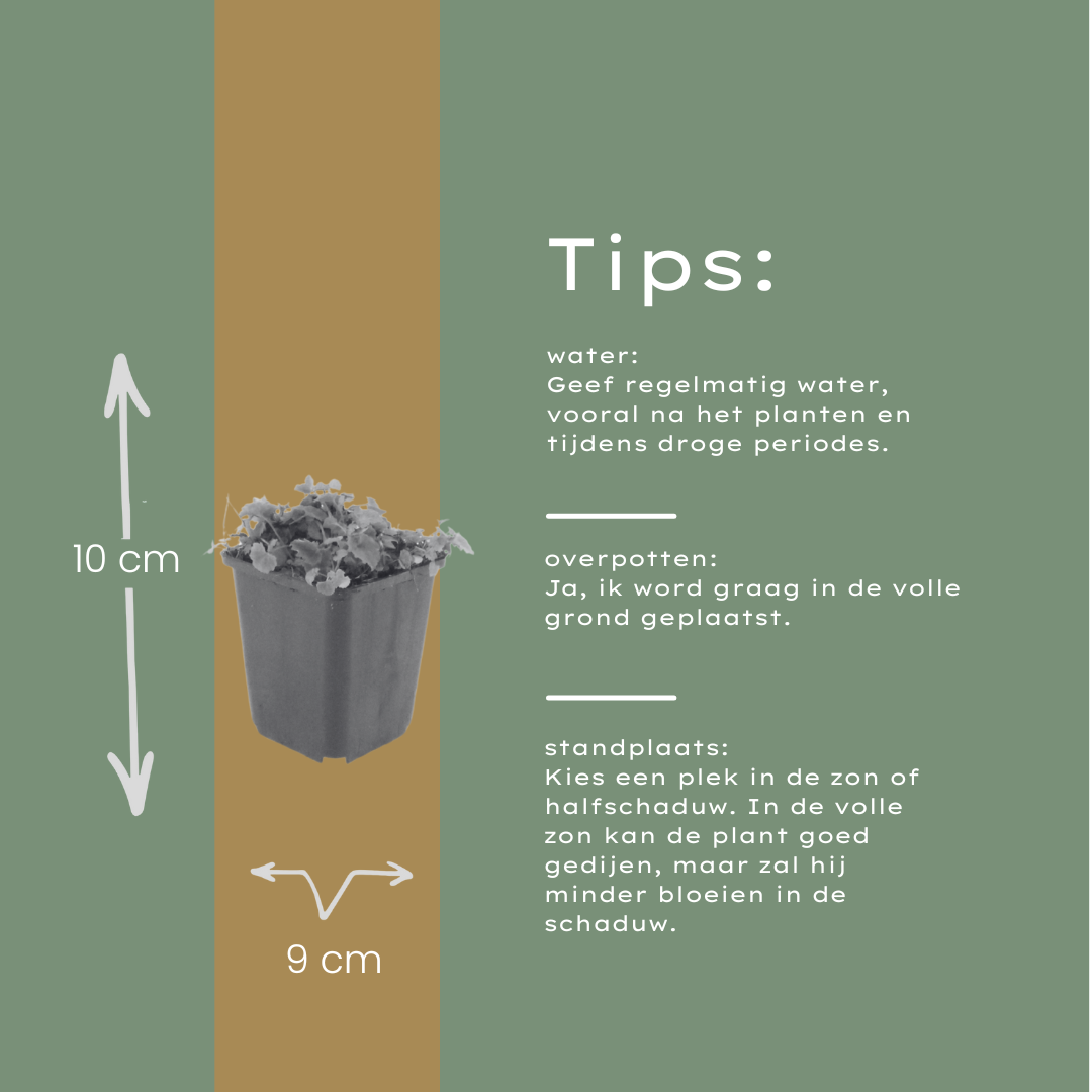 Kruipklokje - set van 6 – voor tuin & terras