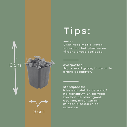 Kruipklokje - set van 6 – voor tuin & terras