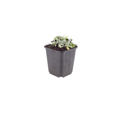 Siberische edelweiss (Anaphalis) - set van 6 – voor tuin & terras