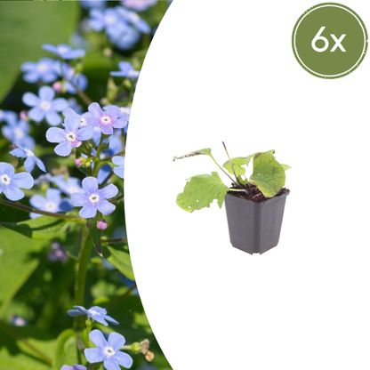Kaukasisch vergeet-mij-nietje (Brunnera) - set van 6 – voor tuin & terras