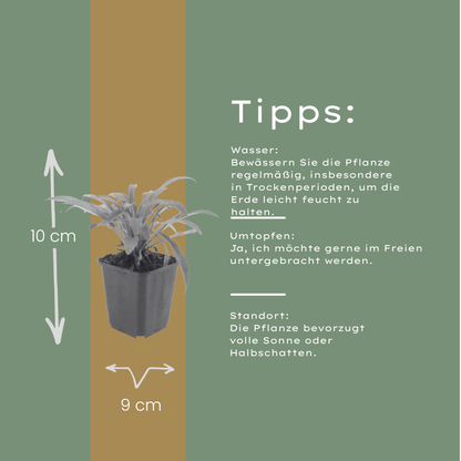 Prachtklokje 'Coerulea' - set van 6 – voor tuin & terras