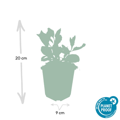 Herfstaster 'Asran' - set van 6 – voor tuin & terras