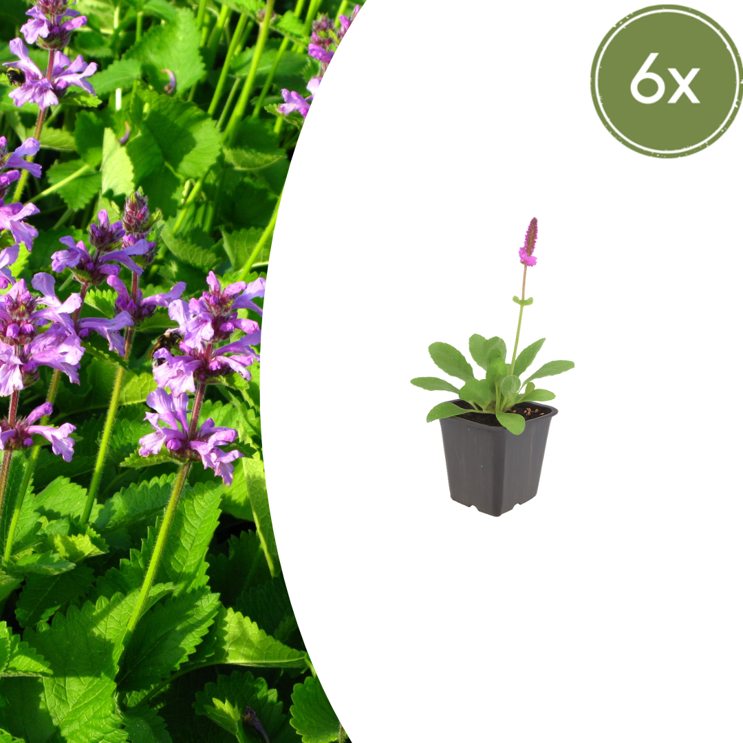 Betonie 'Hummelo' - set van 6 – voor tuin & terras