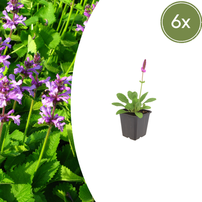 Betonie 'Hummelo' - set van 6 – voor tuin & terras