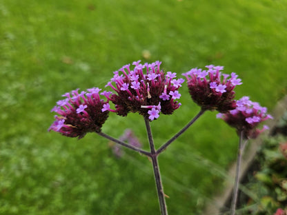 IJzerhard (Verbena bonariensis) - set van 6 – voor tuin & terras