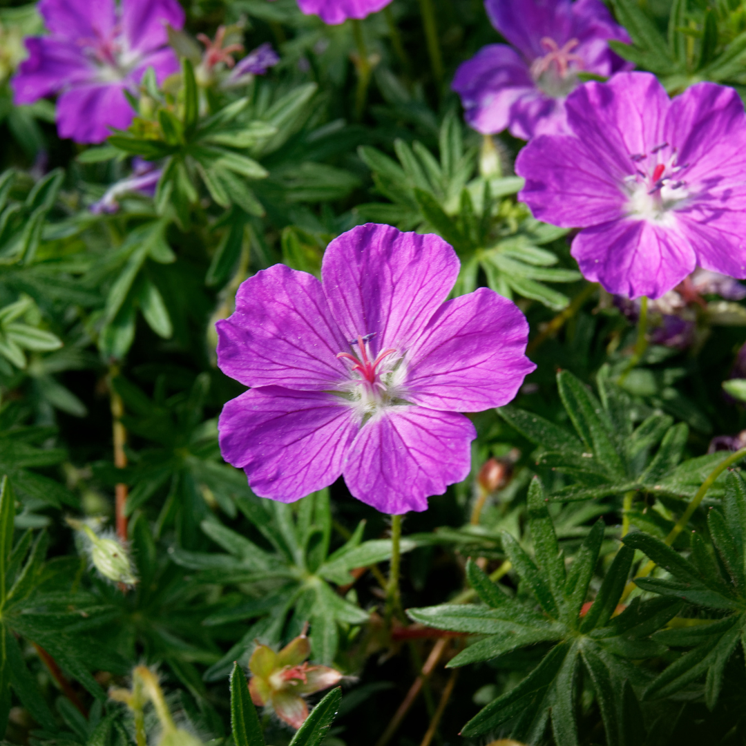 Bloedooievaarsbek (Geranium sanguineum) - set van 6 – voor tuin & terras