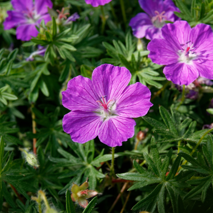 Bloedooievaarsbek (Geranium sanguineum) - set van 6 – voor tuin & terras