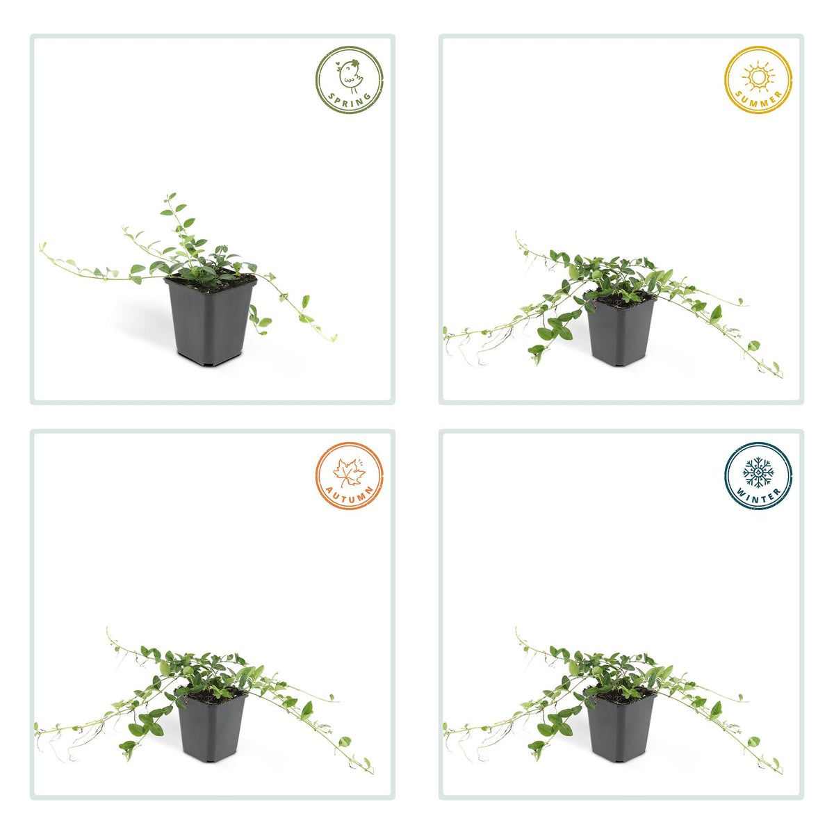 Kleine maagdenpalm 'Alba' - set van 6 – voor tuin & terras