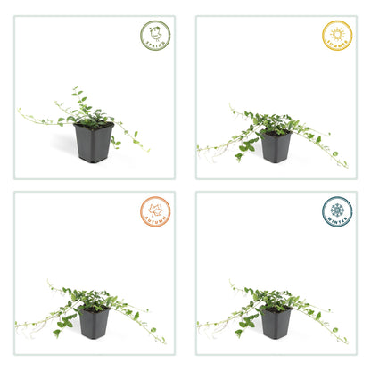 Kleine maagdenpalm 'Alba' - set van 6 – voor tuin & terras