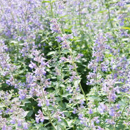 Kattenkruid (Nepeta faassenii) - set van 6 – voor tuin & terras