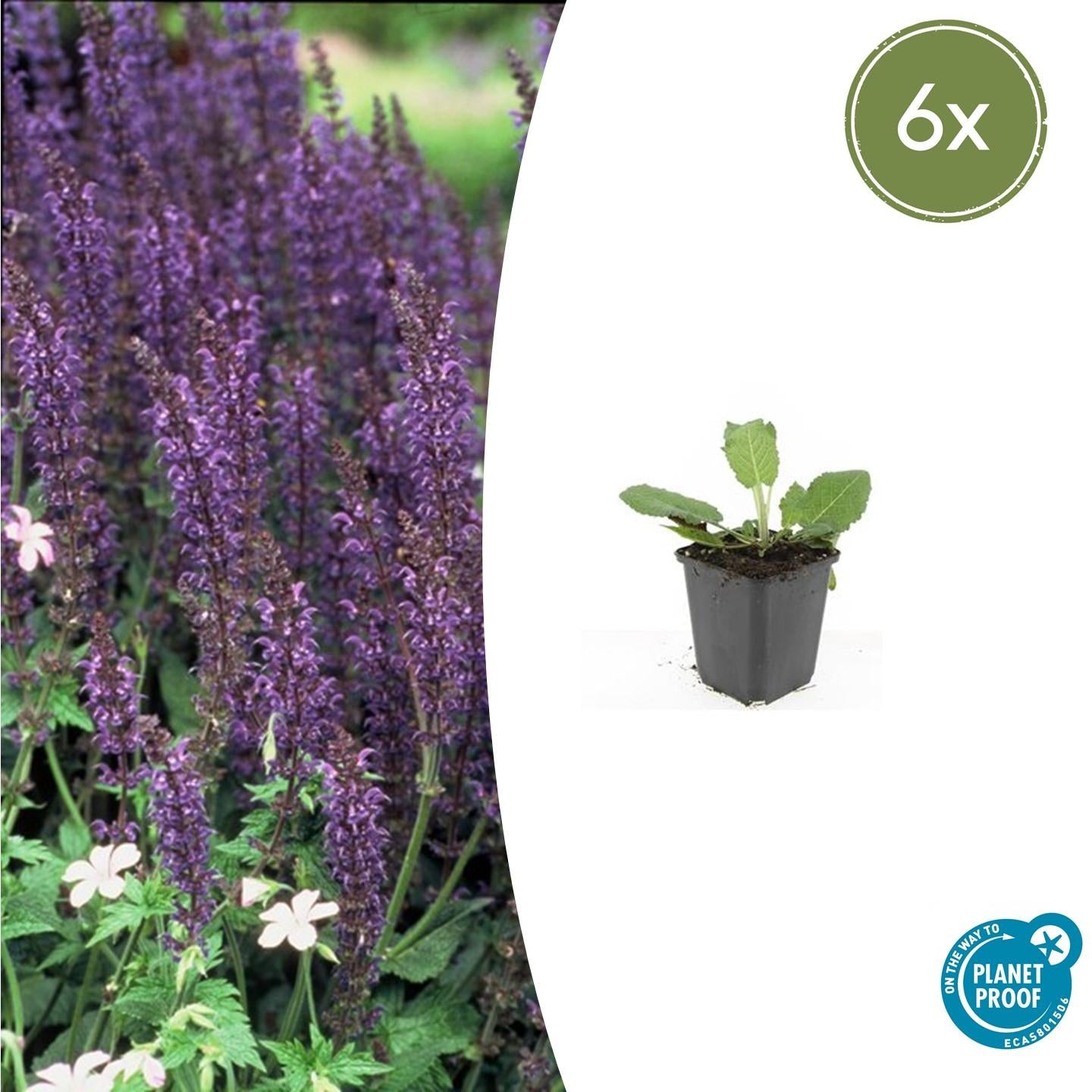 Siersalie 'Mainacht' (Salvia)