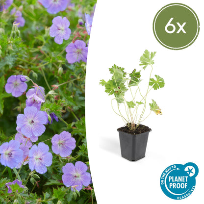 Geranium 'Rozanne'