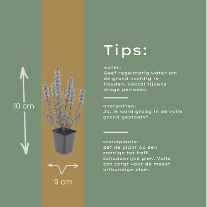 Kattenstaart (Lythrum salicaria) - set van 6 – voor tuin & terras