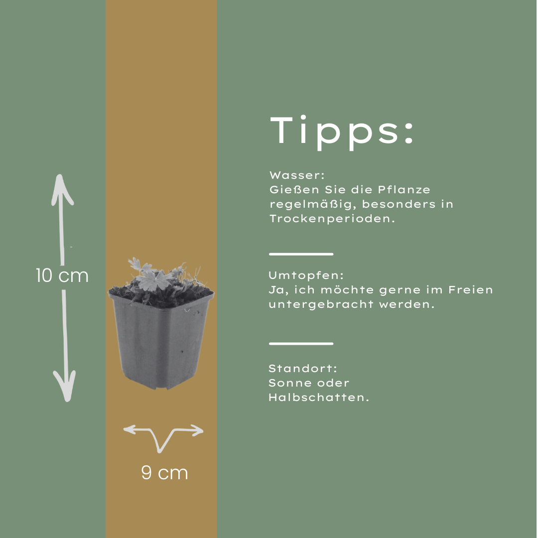 Bloedooievaarsbek 'Max Frei' - set van 6 – voor tuin & terras