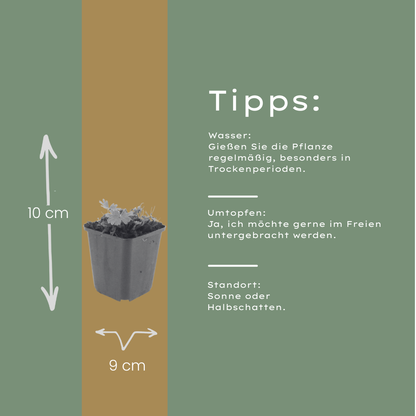 Bloedooievaarsbek 'Max Frei' - set van 6 – voor tuin & terras