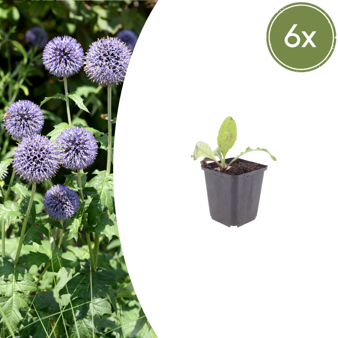 Kogeldistel - set van 6 – voor tuin & terras