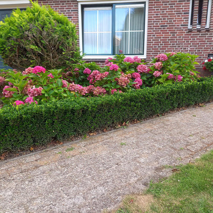 Kardinaalsmuts 'Green Spire' - set van 6 – voor tuin & terras