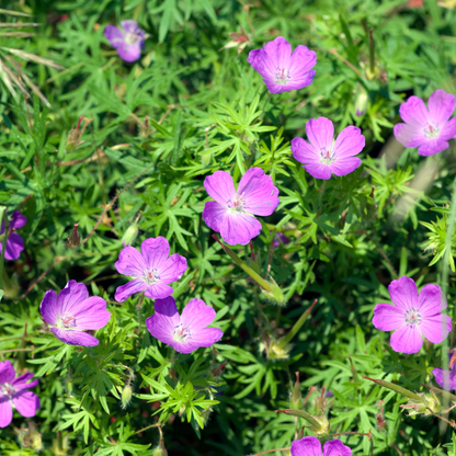 Bloedooievaarsbek (Geranium sanguineum) - set van 6 – voor tuin & terras