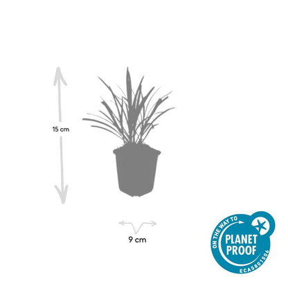 Leliegras 'Ingwersen' - set van 6 – voor tuin & terras