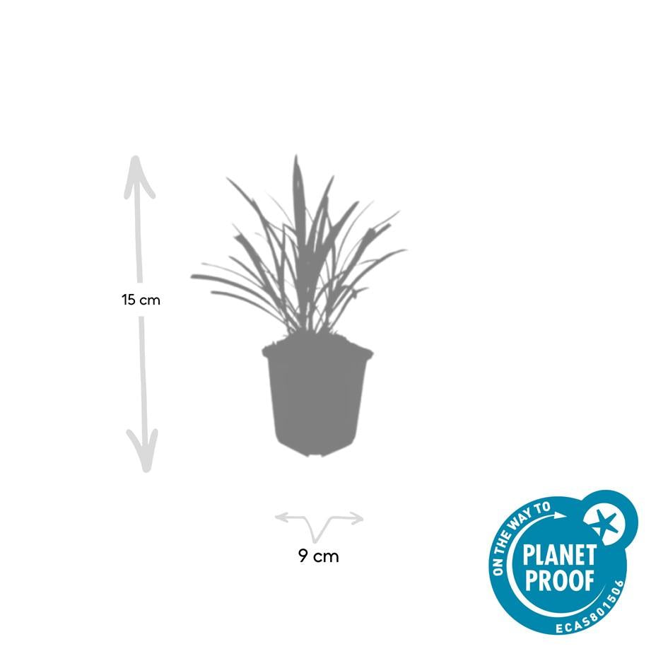 Leliegras 'Ingwersen' - set van 6 – voor tuin & terras