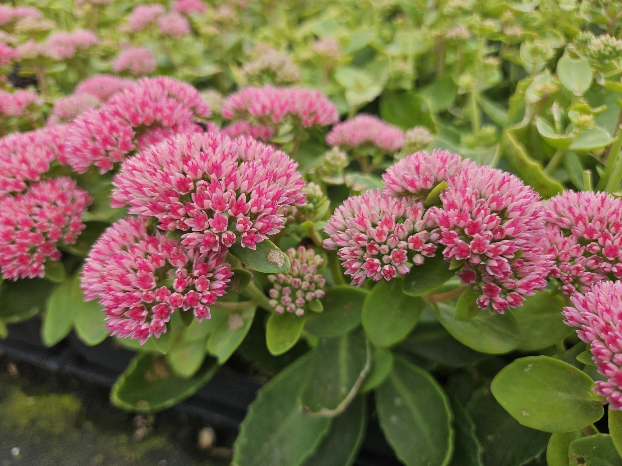 Hemelsleutel 'Herbstfreude' (Sedum)