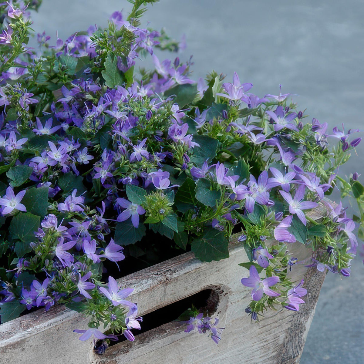 Kruipklokje 'Stella' - set van 6 – voor tuin & terras