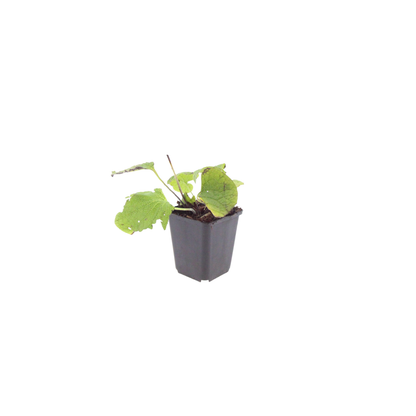 Kaukasisch vergeet-mij-nietje (Brunnera) - set van 6 – voor tuin & terras