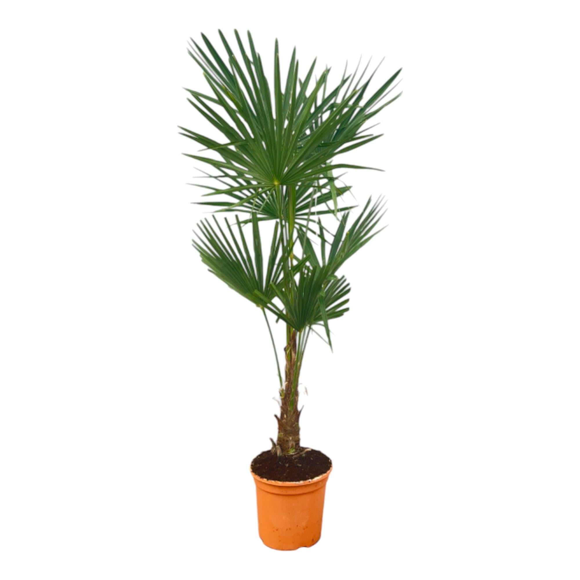 Trachycarpus Fortunei — winterharde palm 120–160 cm