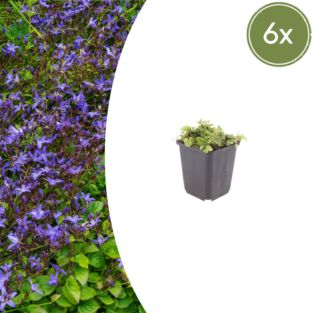Kruipklokje - set van 6 – voor tuin & terras