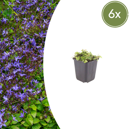 Kruipklokje - set van 6 – voor tuin & terras