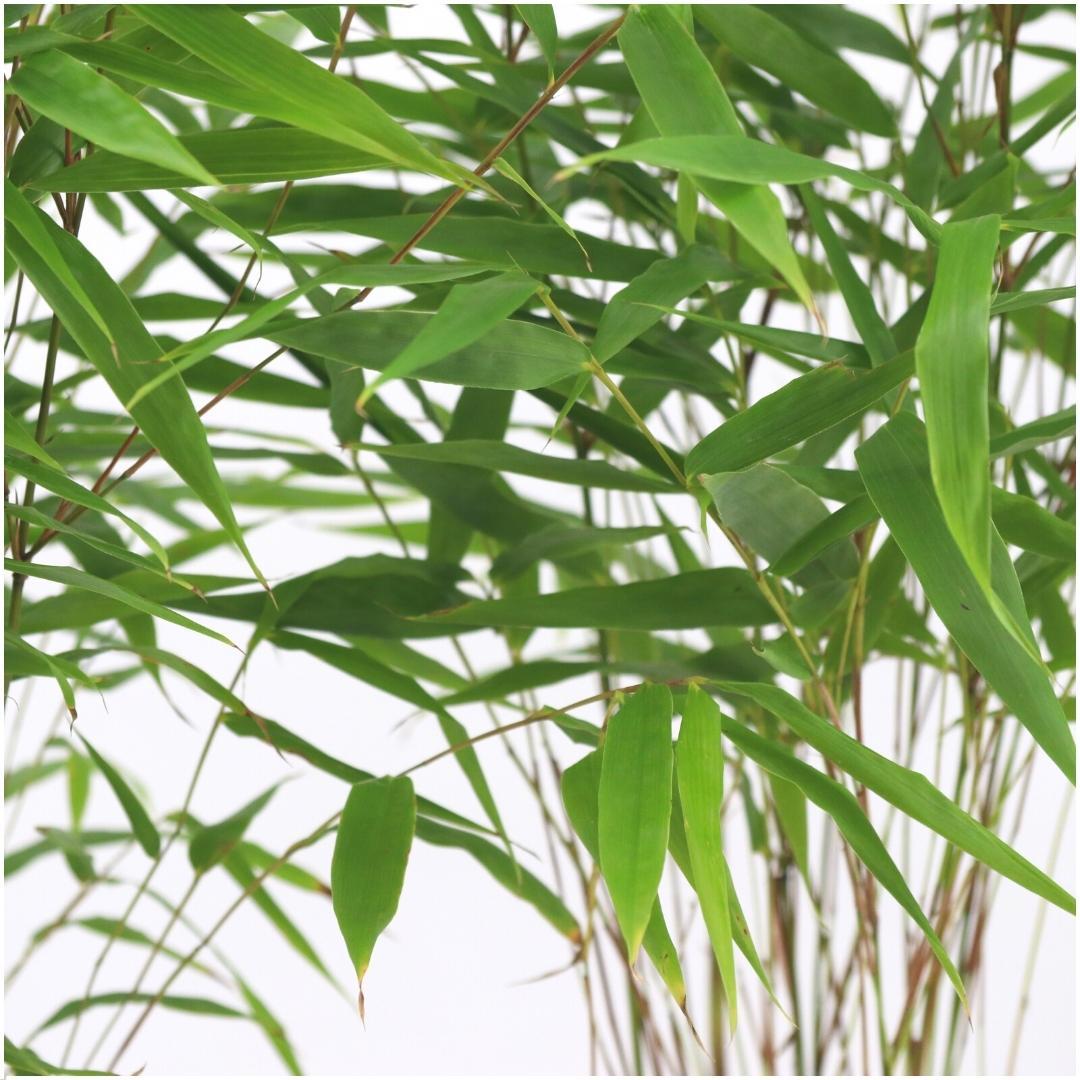 Bamboe (Fargesia rufa) - set van 6 – voor tuin & terras