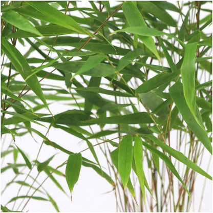 Bamboe (Fargesia rufa) - set van 6 – voor tuin & terras