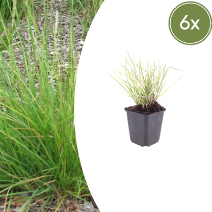 Herfst-blauwgras (Sesleria autumnalis)