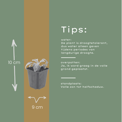 Ezelsoor 'Silver Carpet' - set van 6 – voor tuin & terras