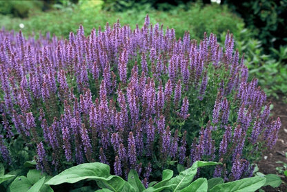 Siersalie 'Caradonna' (Salvia), productfoto 6