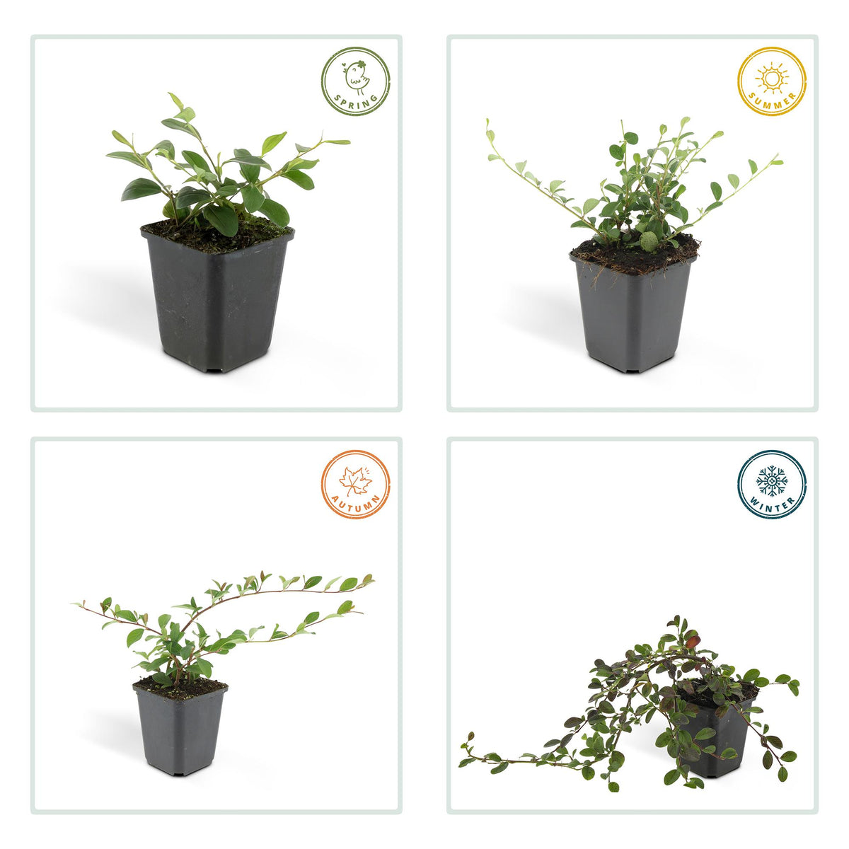 Dwergmispel (Cotoneaster dammeri) - set van 6 – voor tuin & terras
