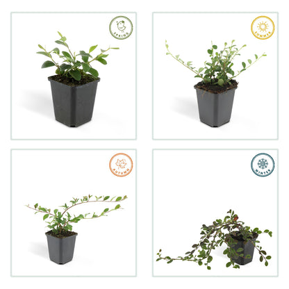 Dwergmispel (Cotoneaster dammeri) - set van 6 – voor tuin & terras